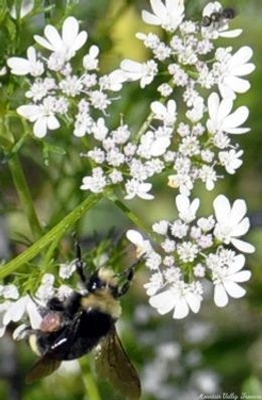 Coriandrum sativum Cilantro image