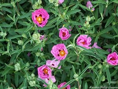 Cistus purpureus Orchid Rockrose image