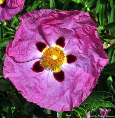 Cistus purpureus Orchid Rockrose image