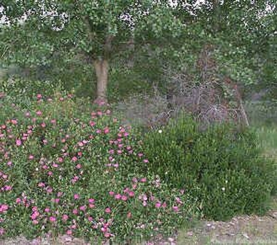 Cistus purpureus Orchid Rockrose image