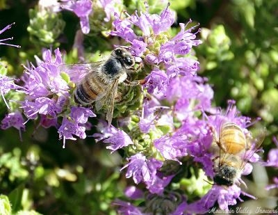 Cordiothymus capitatus Conehead Thyme image