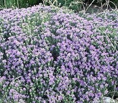 Cordiothymus capitatus Conehead Thyme image