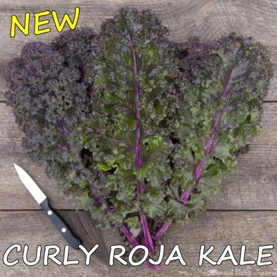 Curly Roja Kale Plug Tray image