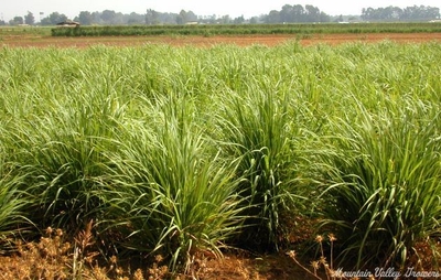 Cymbopogon citratus Lemon Grass image