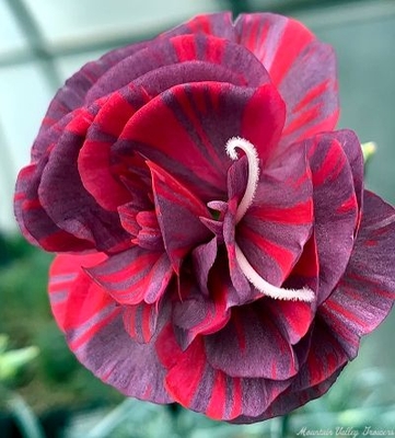 Dianthus caryophyllus 'Chomley Farran' Chomley Farran image