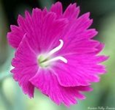 Dianthus gratianopolitanus Firewitch image