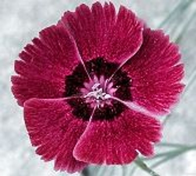 Dianthus gratianopolitanus Clove Pink image