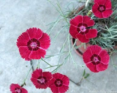 Dianthus gratianopolitanus Clove Pink image