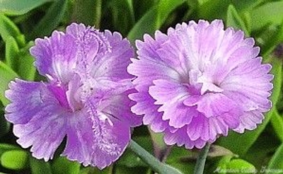 Dianthus gratianopolitanus Tiny Rubies' image