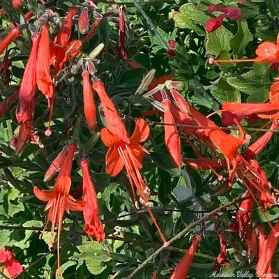 Epilobium californica Hummingbird Flower image