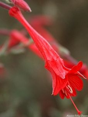 Epilobium canum California Fuchsia image