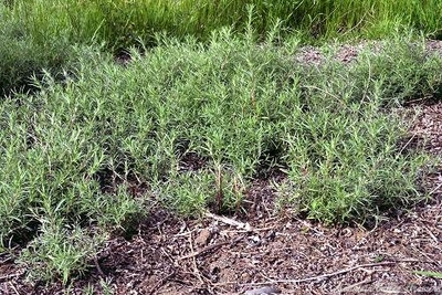 Epilobium canum California Fuchsia image