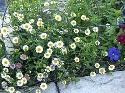 Erigeron karvinskianus Santa Barbara Daisy image