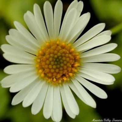 Erigeron karvinskianus Santa Barbara Daisy image