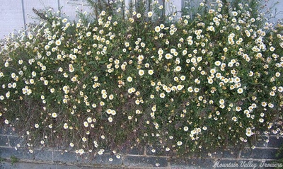 Erigeron karvinskianus Santa Barbara Daisy image