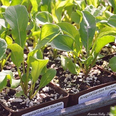 Eruca sativa Arugula image