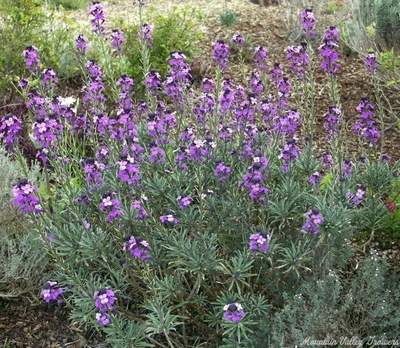 Erysimum linifolium Bowles Mauve image