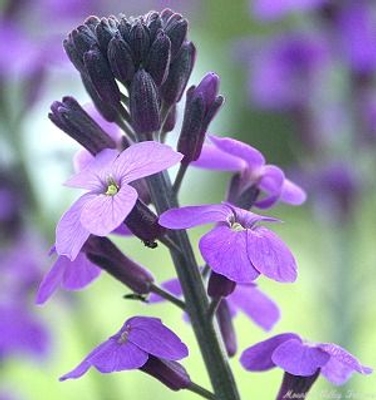 Erysimum linifolium Bowles Mauve image