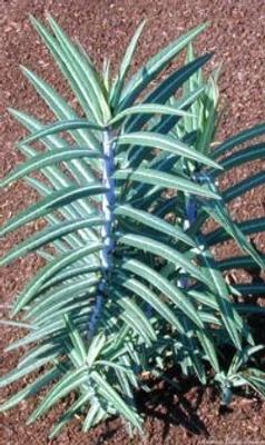 Euphorbia lathyrus Gopher Purge image