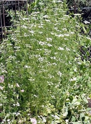 Coriandrum sativum Cilantro image