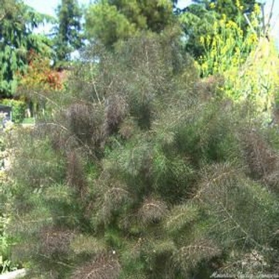 Foeniculum vulgare Bronze Fennel image