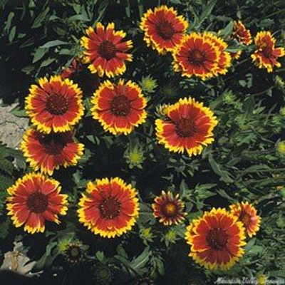 Gaillardia x grandiflora Dazzler image