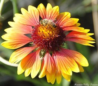 Gaillardia x grandiflora Dazzler image