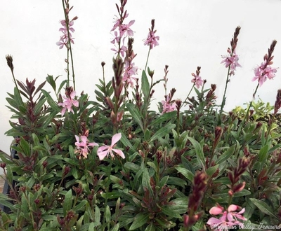 Gaura lindheimeri 'Pink' Pink Gaura image