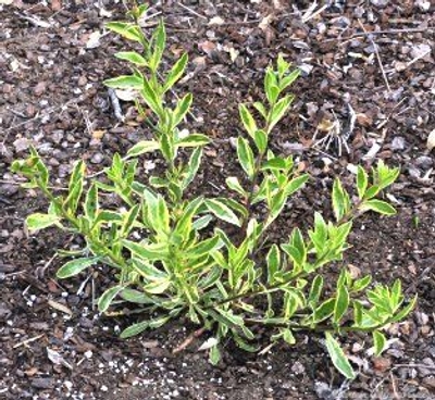 Gaura lindheimeri variegata Variegated Gaura image