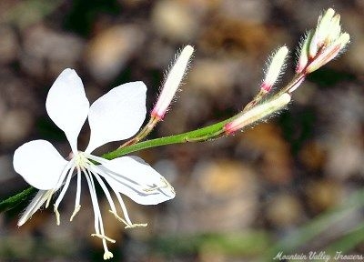 Gaura lindheimeri variegata Variegated Gaura image