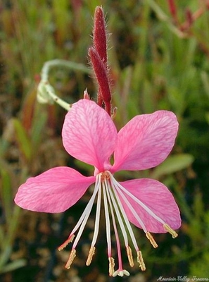 Gaura lindheimeri 'Pink' Pink Gaura image