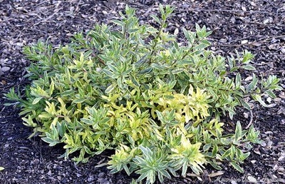 Gaura lindheimeri variegata Variegated Gaura image