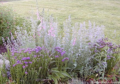 Nepeta grandiflora Giant Catmint image