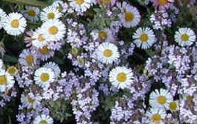 Erigeron karvinskianus Santa Barbara Daisy image