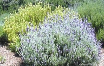 Lavandula dentata French Lavender image