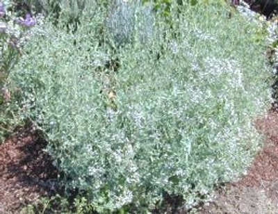 Gypsophylla oldhamiana Manchurian Baby's Breath image