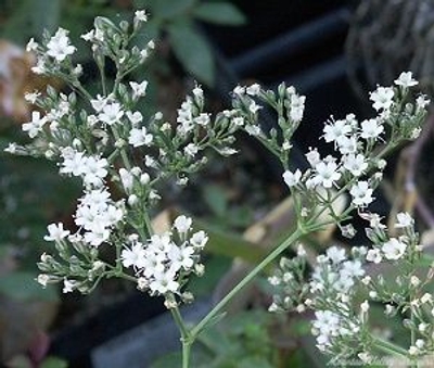 Gypsophylla oldhamiana Manchurian Baby's Breath image