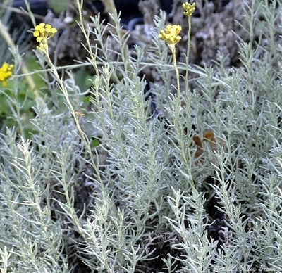 Helichrysum italicum Curry Plant image