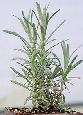 Helichrysum italicum Curry Plant image