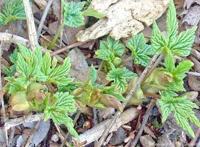 Humulus lupulus Cascade Hops image