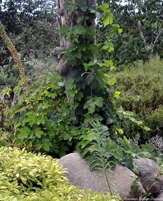 Humulus lupulus Cascade Hops image