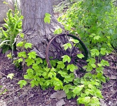 Humulus lupulus Cascade Hops image