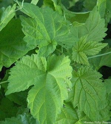 Humulus lupulus Cascade Hops image