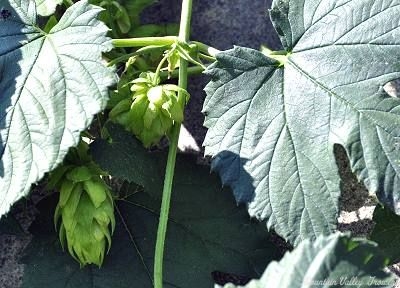 Humulus lupulus Cascade Hops image