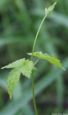 Humulus lupulus Cascade Hops image