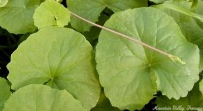 Hydrocotyle asiatica Gotu Kola image