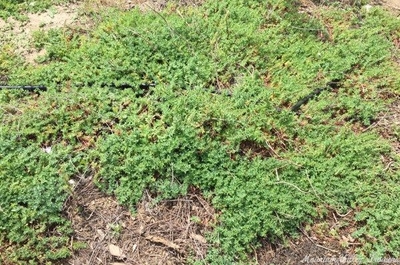 Hypericum perforatum St. John's Wort image