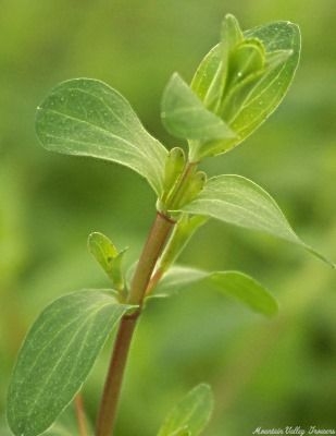 Hypericum perforatum St. John's Wort image