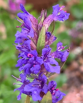 Hyssopus officinalis Hyssop image