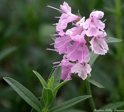 Hyssopus officinalis 'Pink' Pink Hyssop image